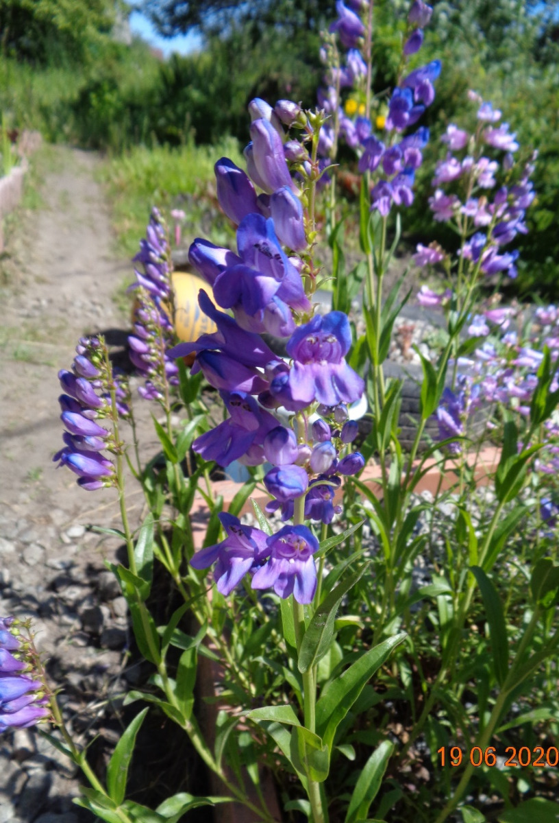 Изображение особи Penstemon strictus.