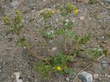 Potentilla tanacetifolia