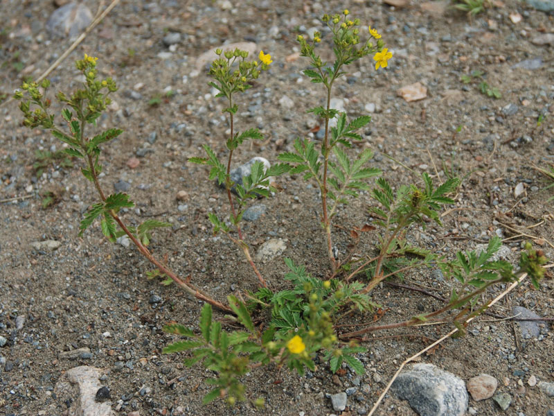 Изображение особи Potentilla tanacetifolia.