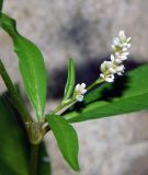 Persicaria lapathifolia