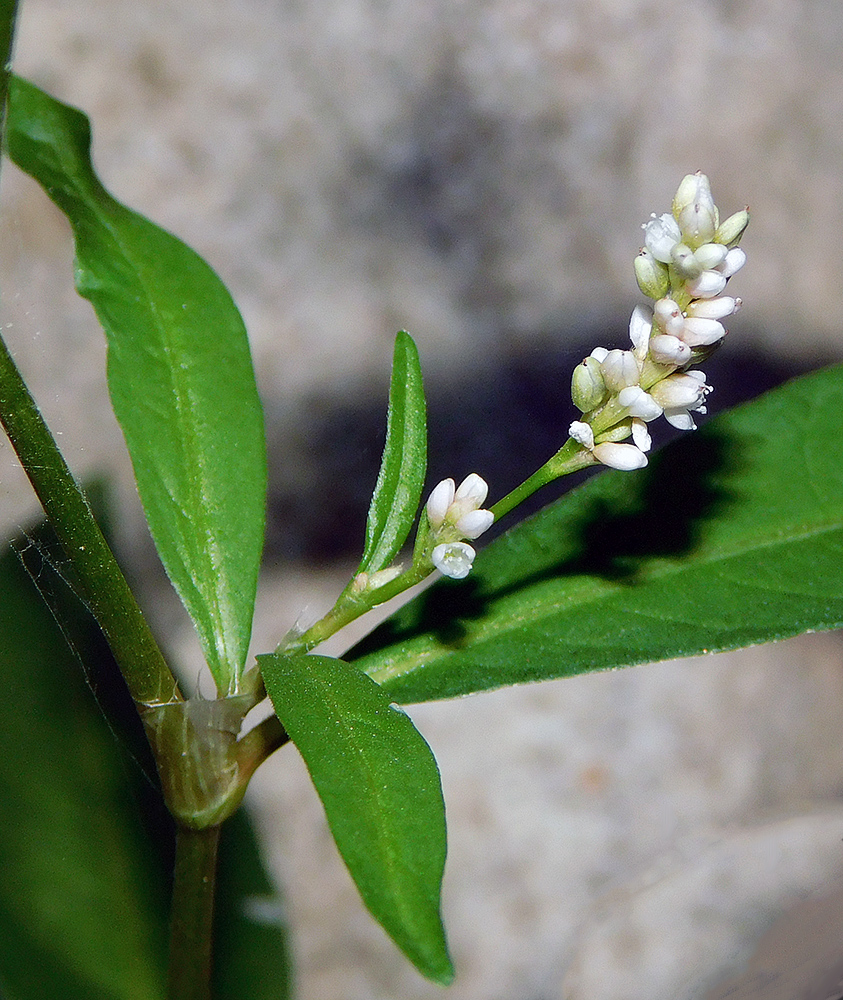 Image of Persicaria lapathifolia specimen.