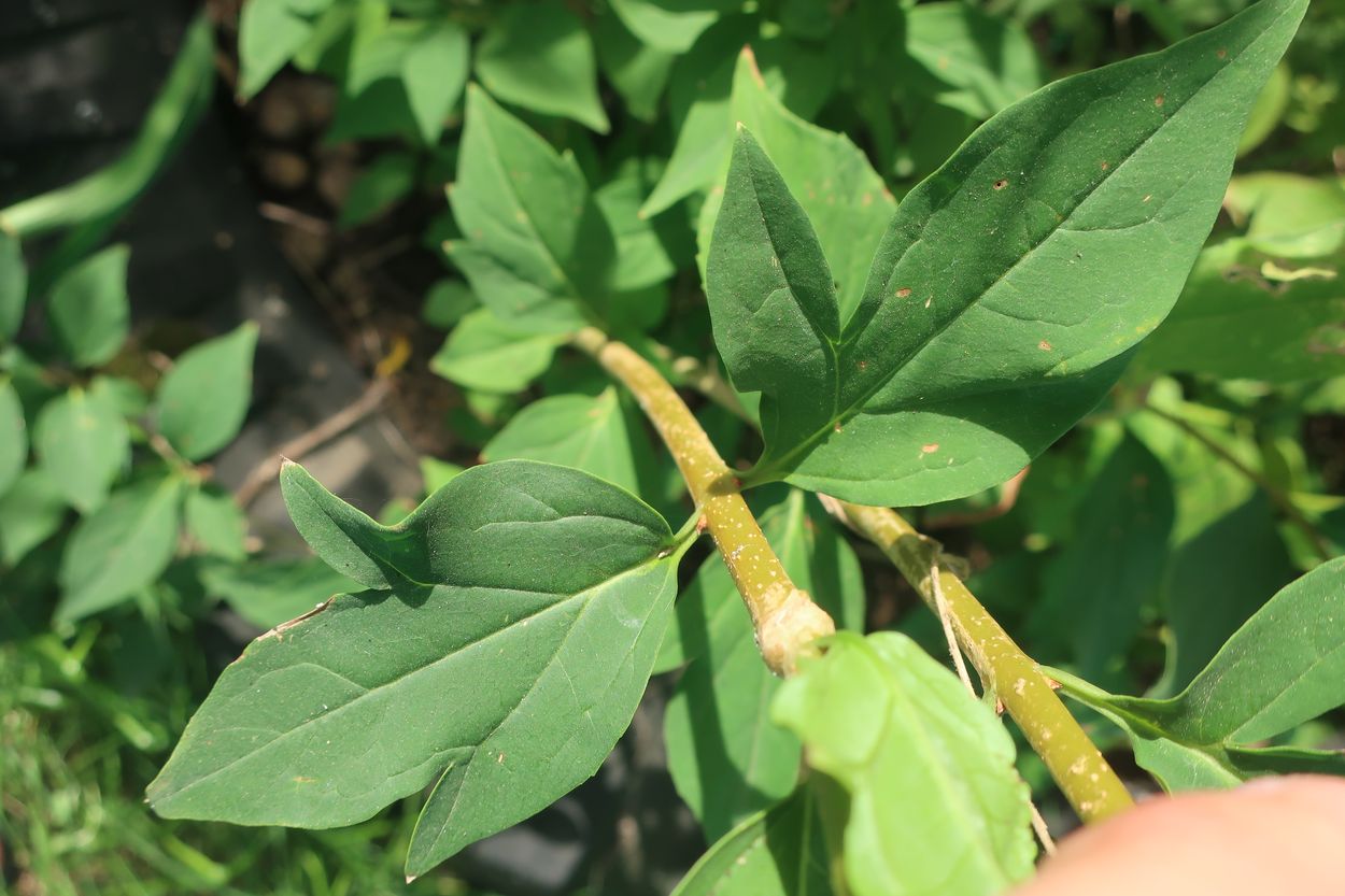 Image of Forsythia ovata specimen.