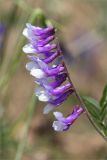 Vicia villosa. Соцветие. Волгоградская обл., Иловлинский р-н, окр. хут. Вилтов, дол. р. Дон, разнотравная степь. 31.05.2022.