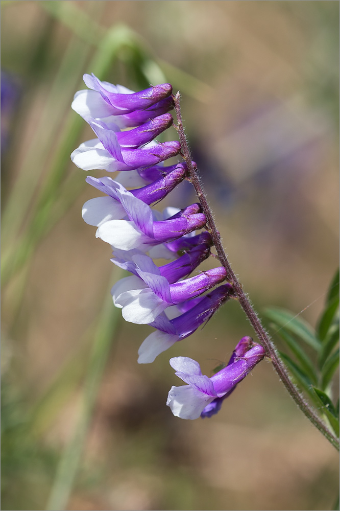 Image of Vicia villosa specimen.