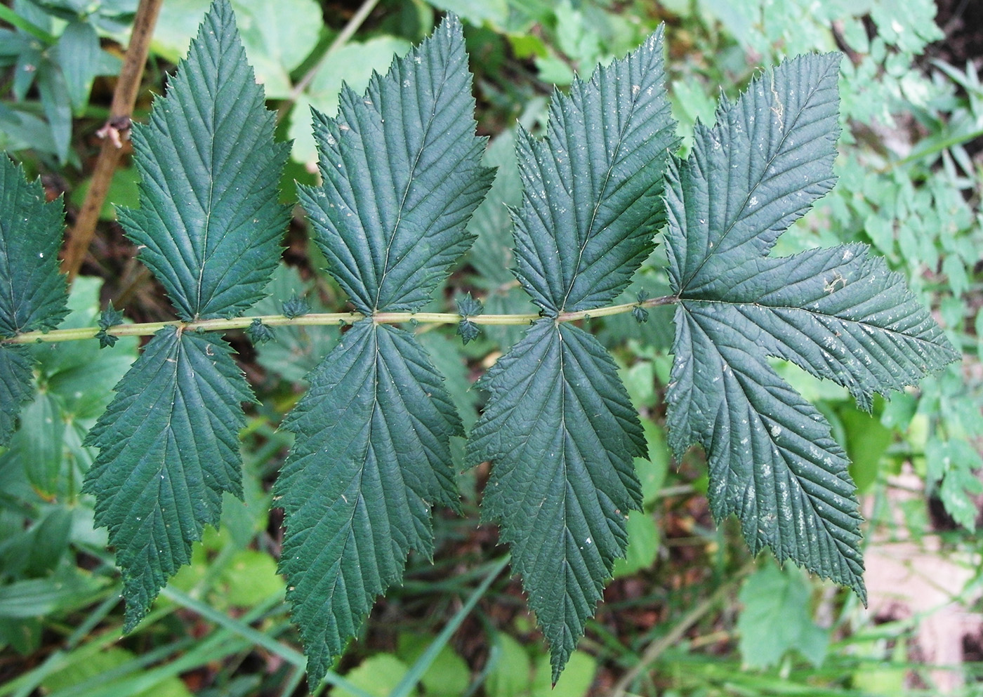 Image of Filipendula ulmaria specimen.