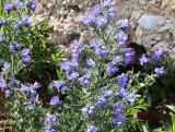 Echium vulgare