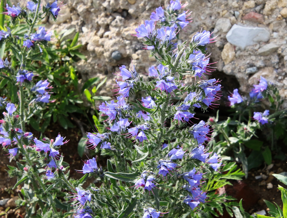 Изображение особи Echium vulgare.