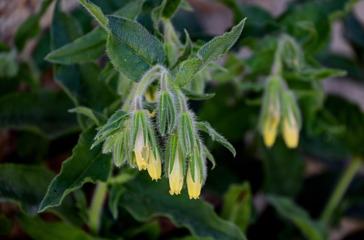 Image of Onosma brevipilosa specimen.
