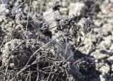 Astragalus danicus
