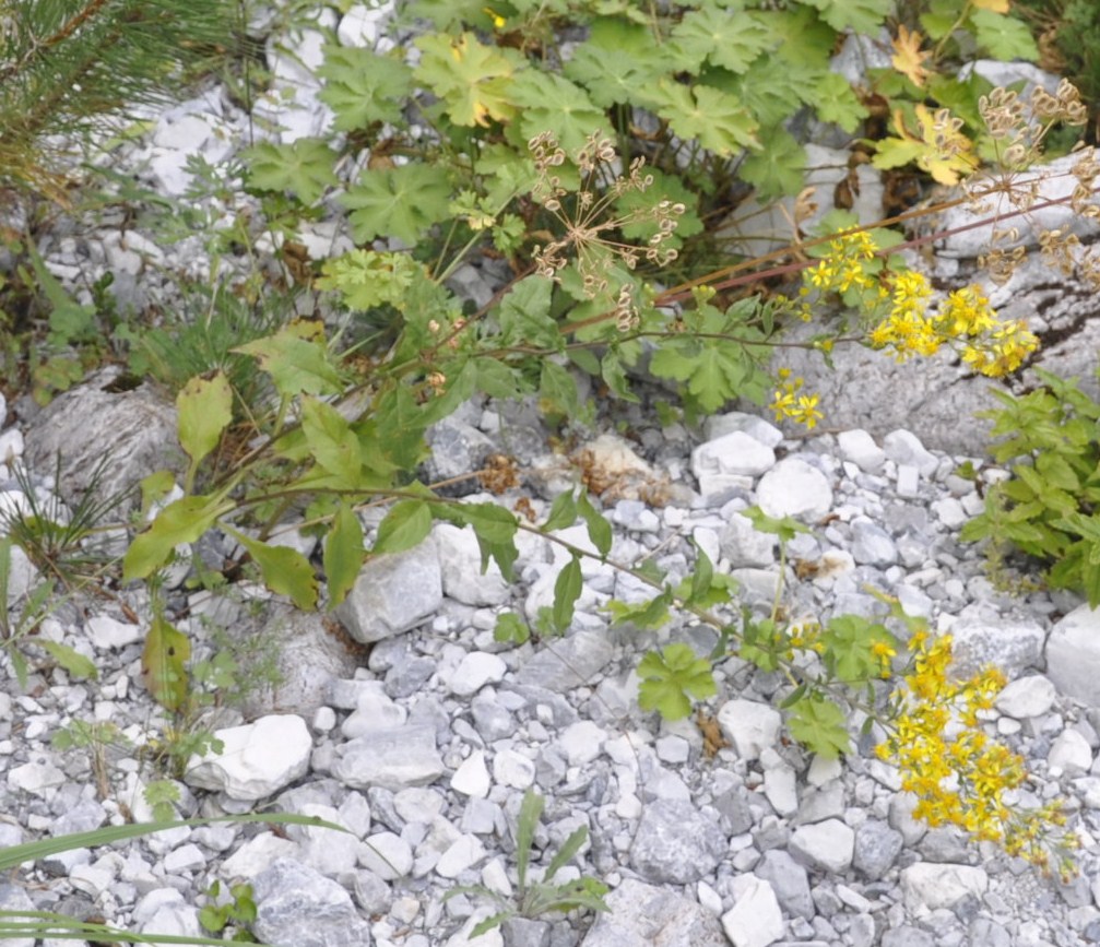 Image of Solidago virgaurea specimen.