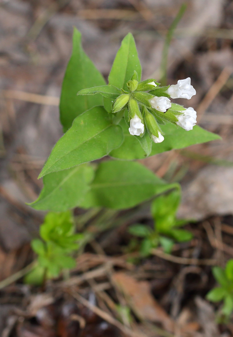 Image of Pulmonaria mollis specimen.