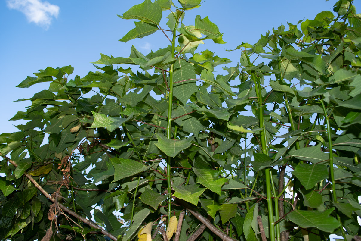 Image of Triumfetta semitriloba specimen.