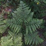 Pteridium pinetorum. Вайя. Карелия, г. Петрозаводск, гора Большая Ваара, сосняк черничный. 25.06.2023.