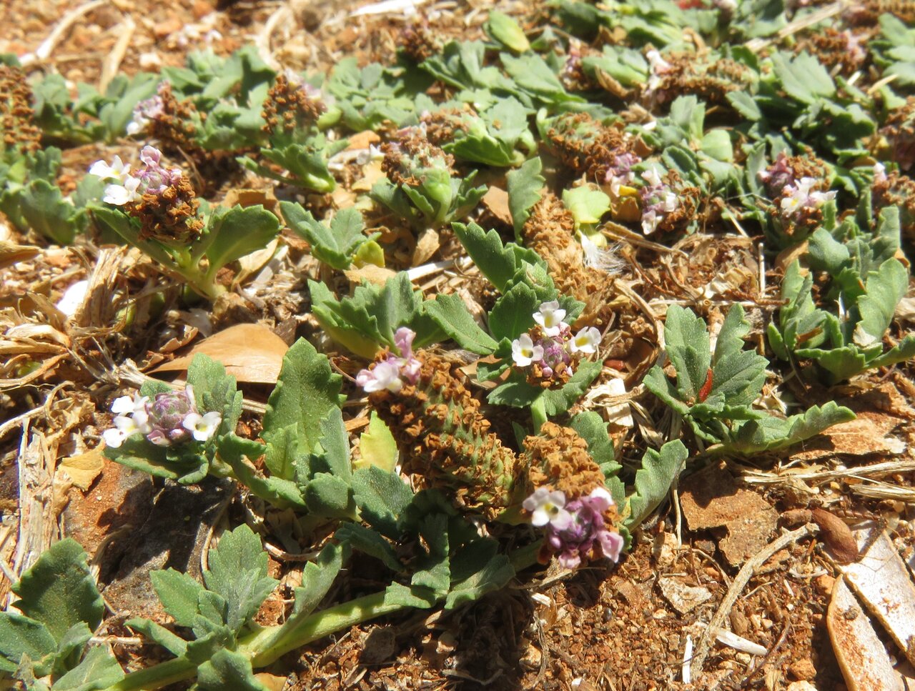 Изображение особи Lippia nodiflora.