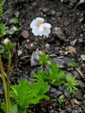 Anemone sylvestris