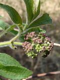 Sambucus sibirica