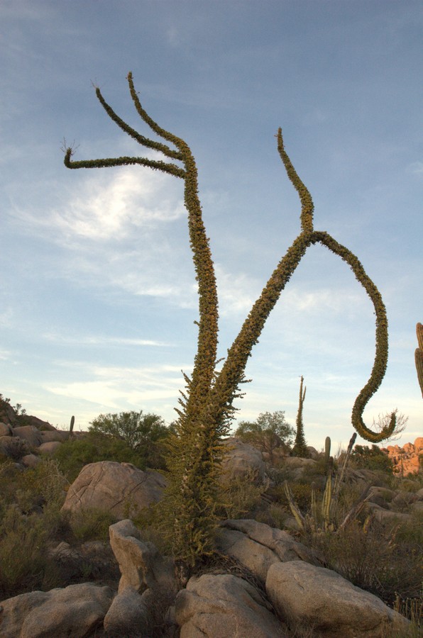 Image of Fouquieria columnaris specimen.