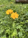 Trollius dschungaricus