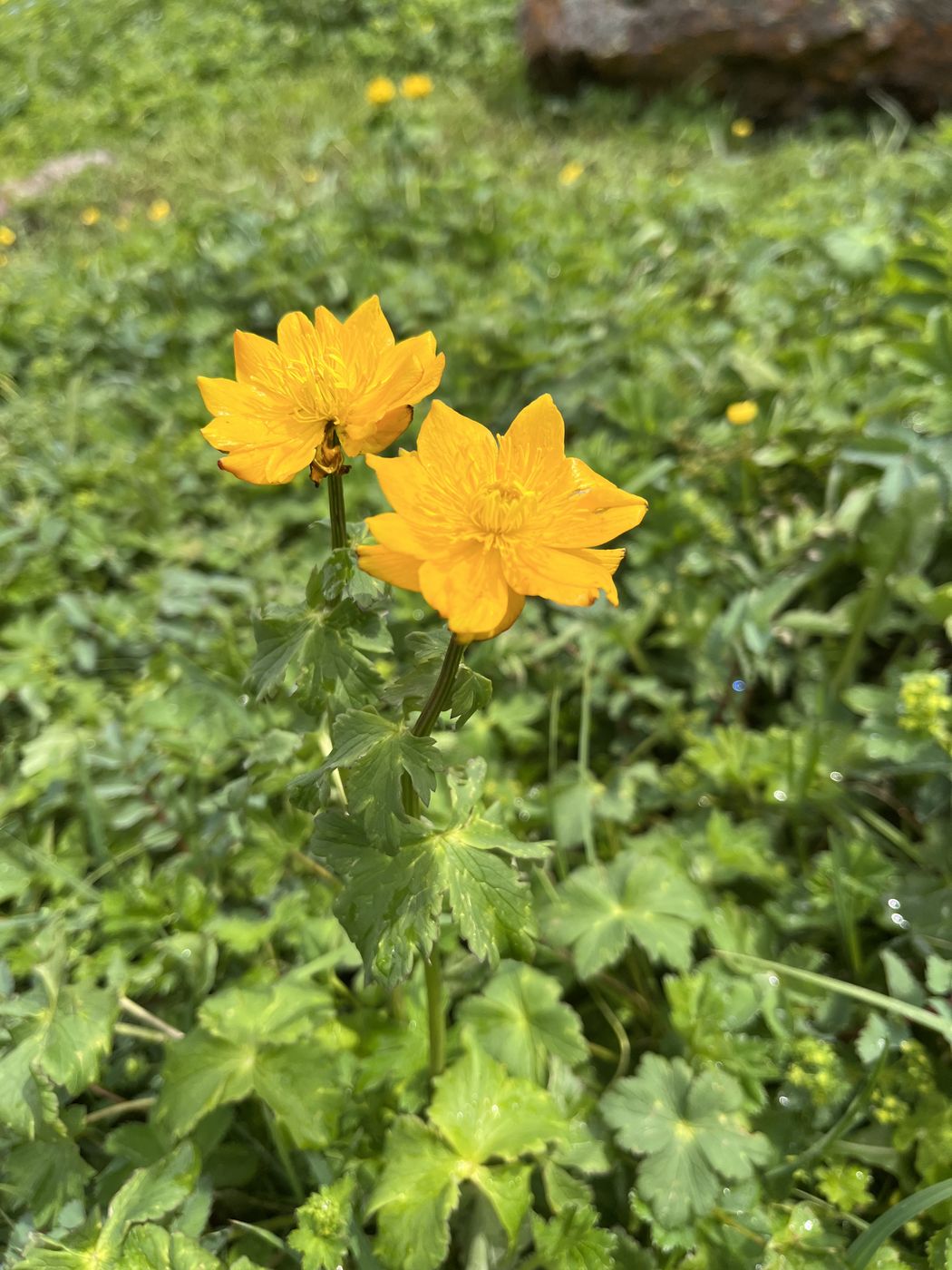 Изображение особи Trollius dschungaricus.