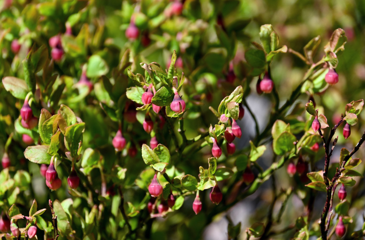 Изображение особи Vaccinium myrtillus.