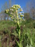 Lepidium campestre