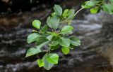 Alnus barbata