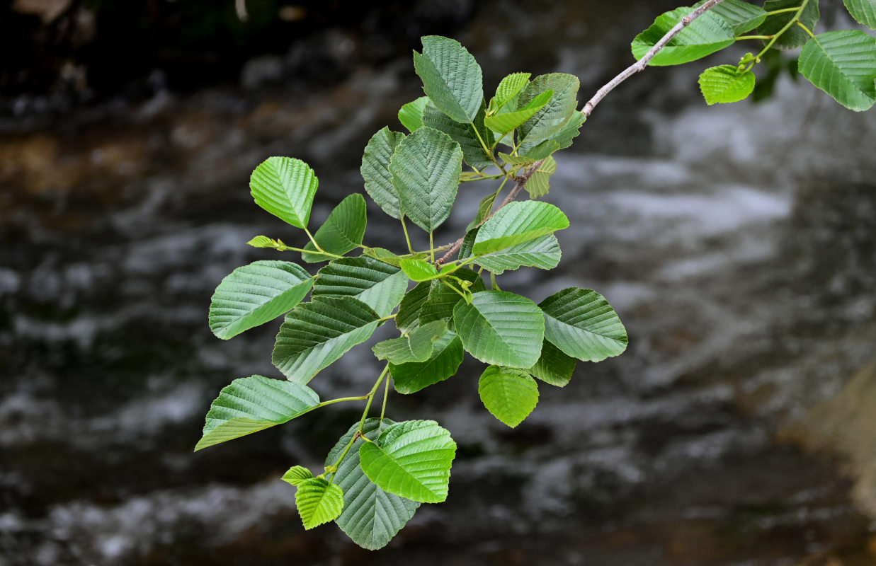 Изображение особи Alnus barbata.