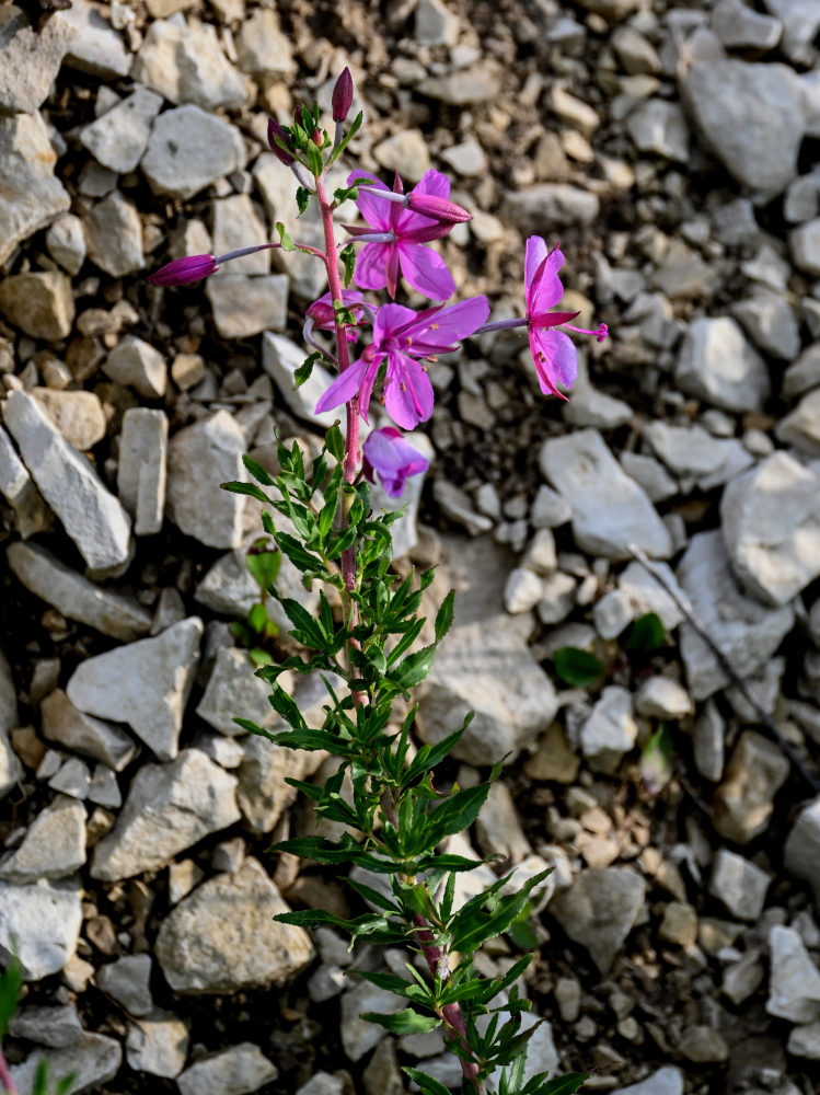 Image of Chamaenerion colchicum specimen.