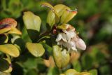 Vaccinium vitis-idaea. Цветущий побег с желтеющими повреждёнными листьями. Ленинградская обл., Выборгский р-н, вост. берег Ермиловского залива, крутой склон из моренных отложений над пляжем, в зарослях толокнянки (Arctostaphylos uva-ursi). 11.06.2023.