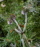 Kleinia neriifolia