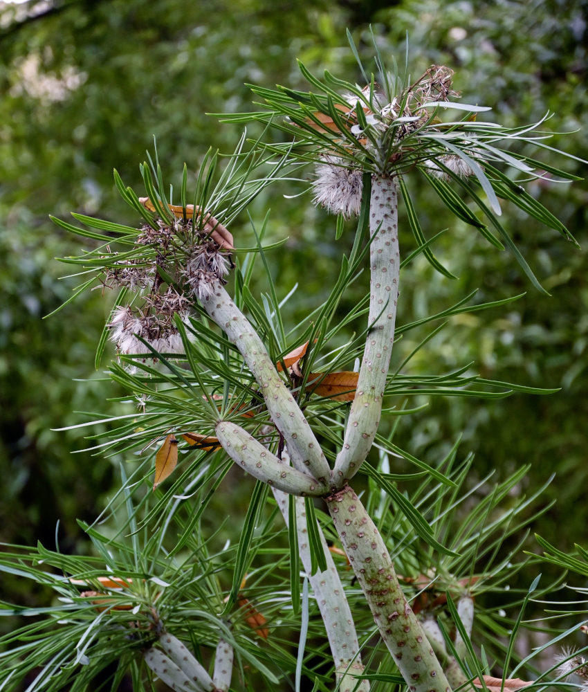 Image of Kleinia neriifolia specimen.