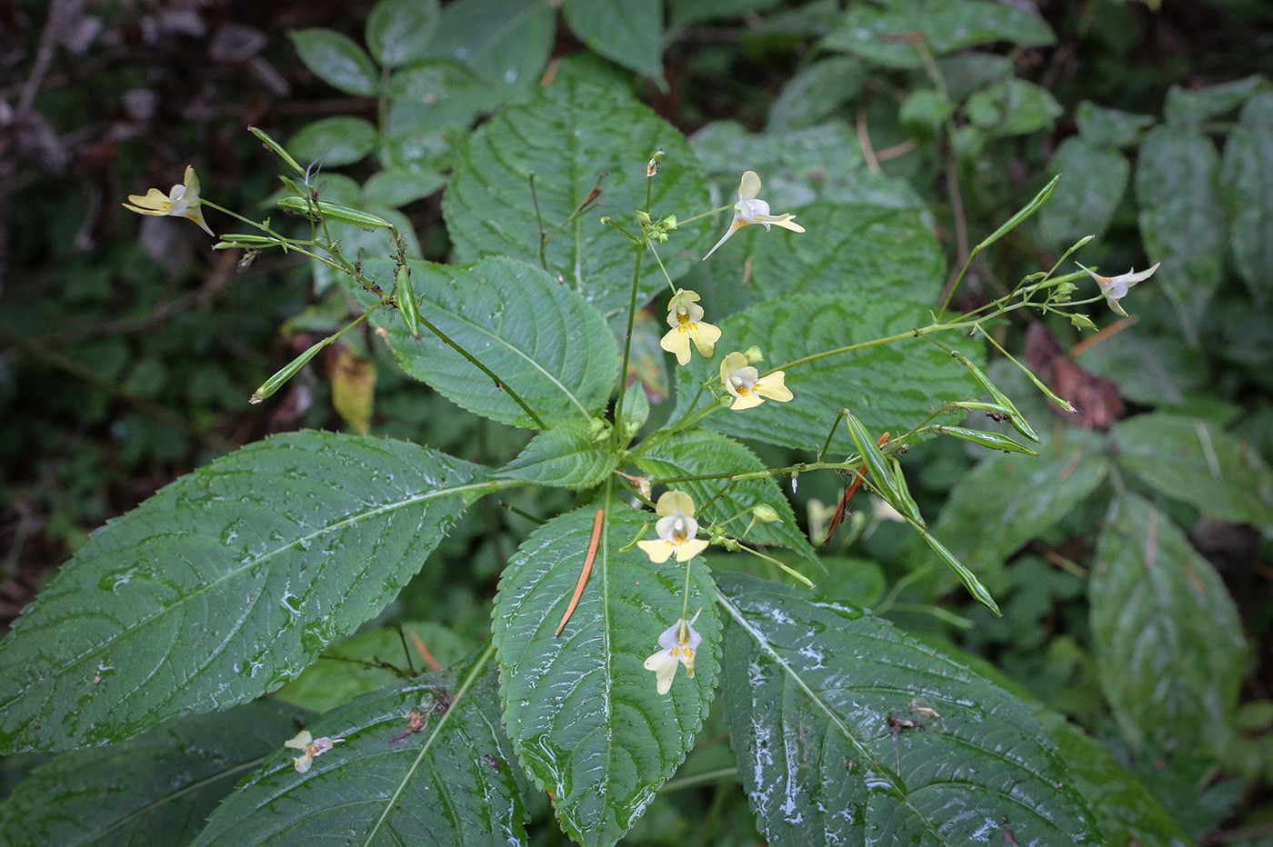 Изображение особи Impatiens parviflora.