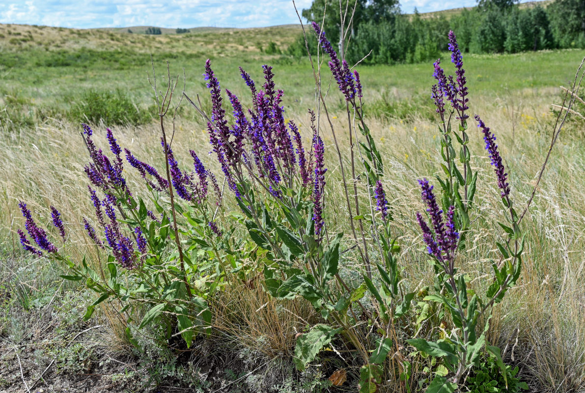 Изображение особи Salvia tesquicola.