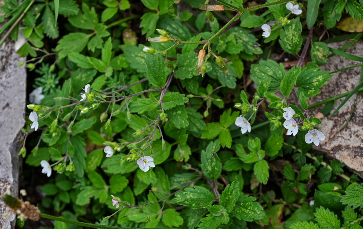 Изображение особи Veronica peduncularis.