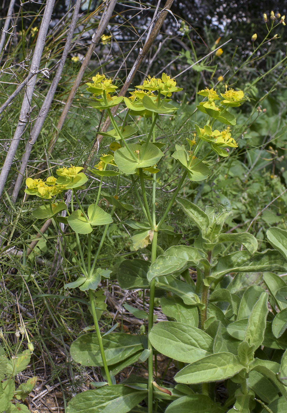 Изображение особи Euphorbia serrata.