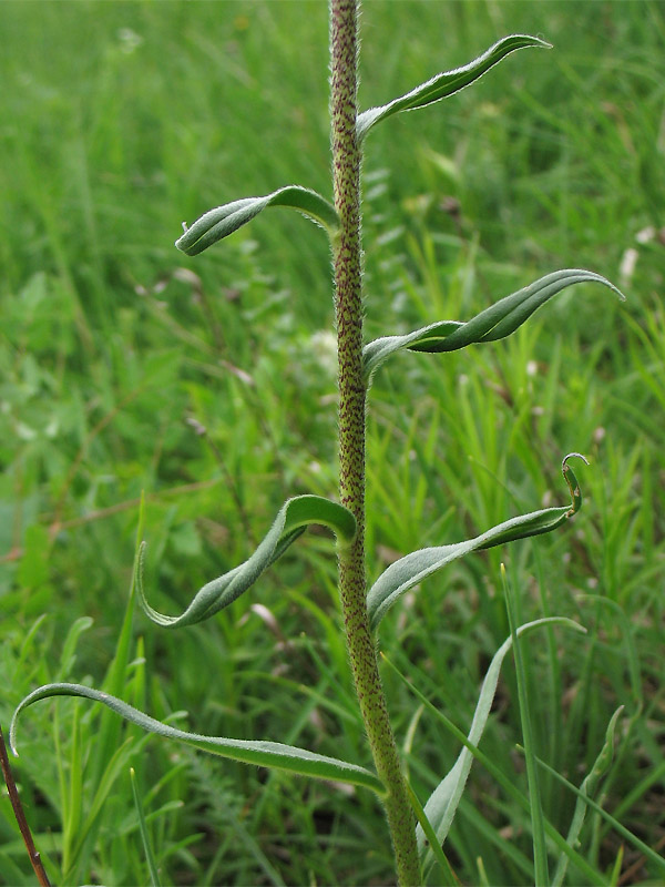 Изображение особи Echium russicum.