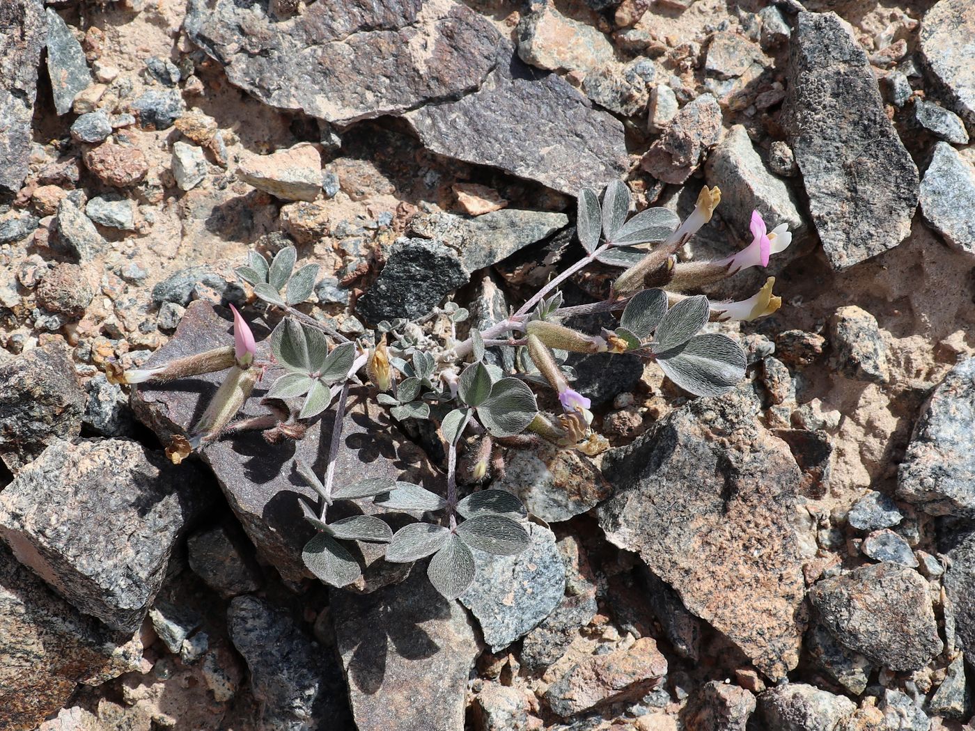Изображение особи Astragalus subbijugus.
