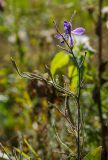 Delphinium consolida. Верхушка цветущей и плодоносящей веточки. Башкортостан, Хайбуллинский р-н, с. Акъяр, долина р. Таналык, береговая терраса, разнотравный луг. 4 сентября 2023 г.