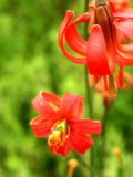 Lilium callosum. Цветки. Приморье, окр. пос. Новокачалинск, 28 июля 2004 г.