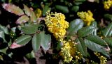 Mahonia aquifolium