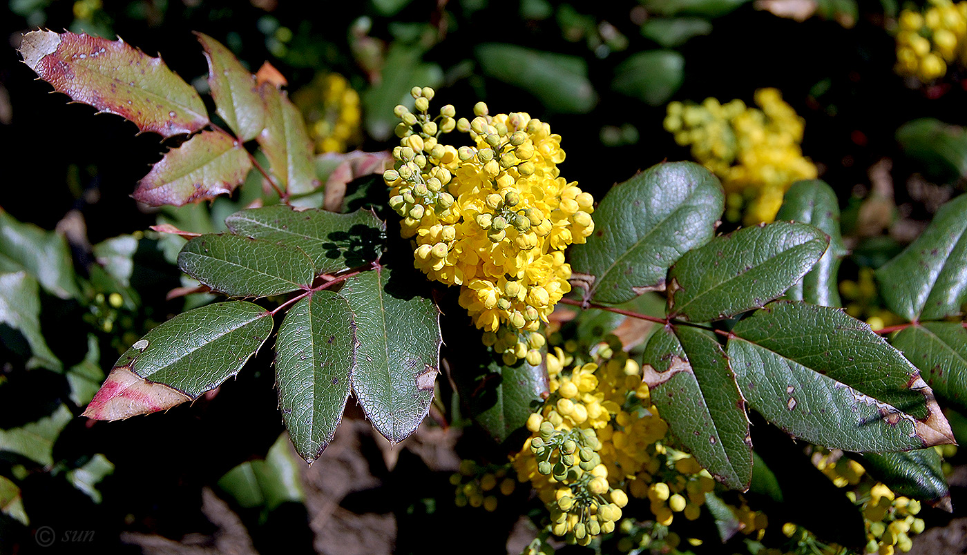 Image of Mahonia aquifolium specimen.