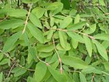 Lonicera edulis