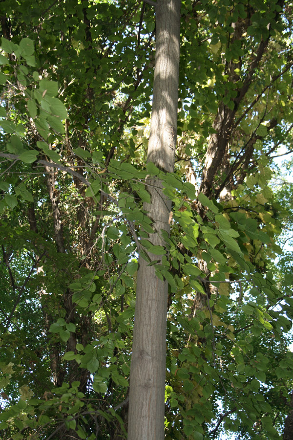 Изображение особи Tilia japonica.