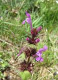 Lamium подвид balcanicum