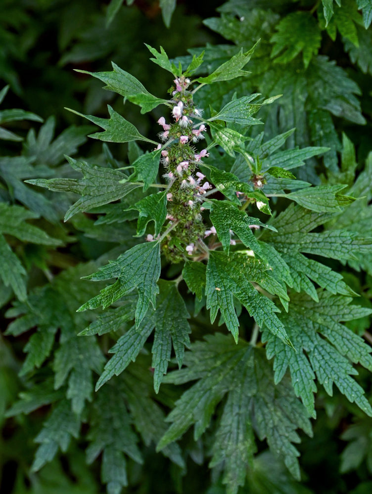 Изображение особи Leonurus quinquelobatus.