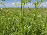 семейство Apiaceae. Средняя часть цветущего растения с листьями и соцветиями. Карачаево-Черкесия, Зеленчукский р-н, гора Джисса, ≈ 1600 м н.у.м., субальпийский луг. 14.06.2024.