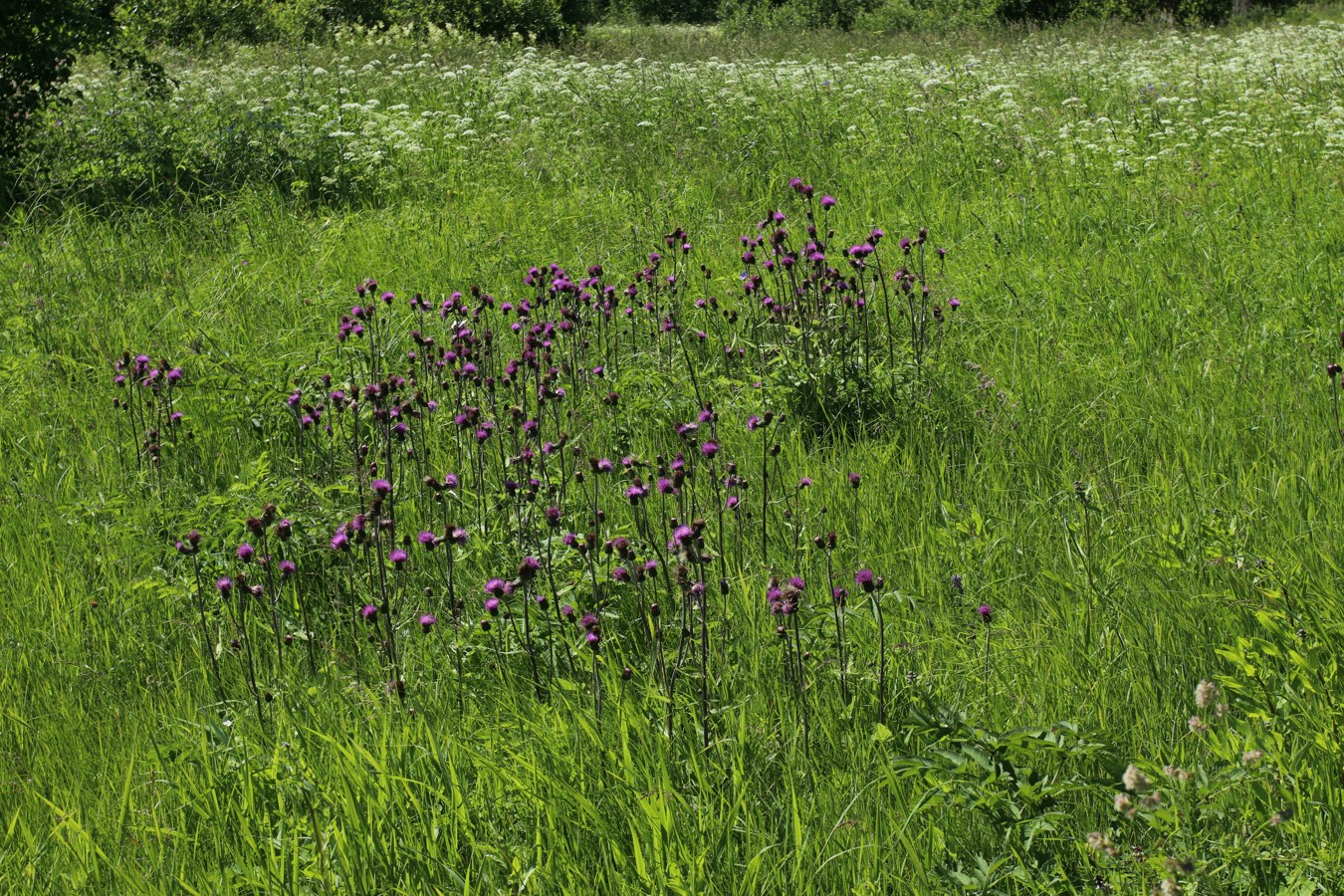 Image of Cirsium heterophyllum specimen.