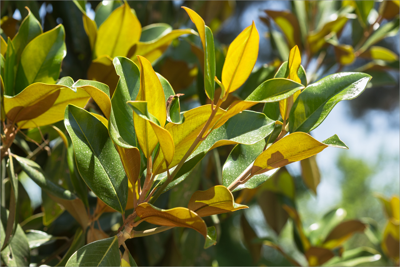 Image of Magnolia grandiflora specimen.