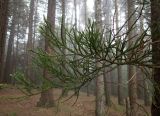 Sequoiadendron giganteum