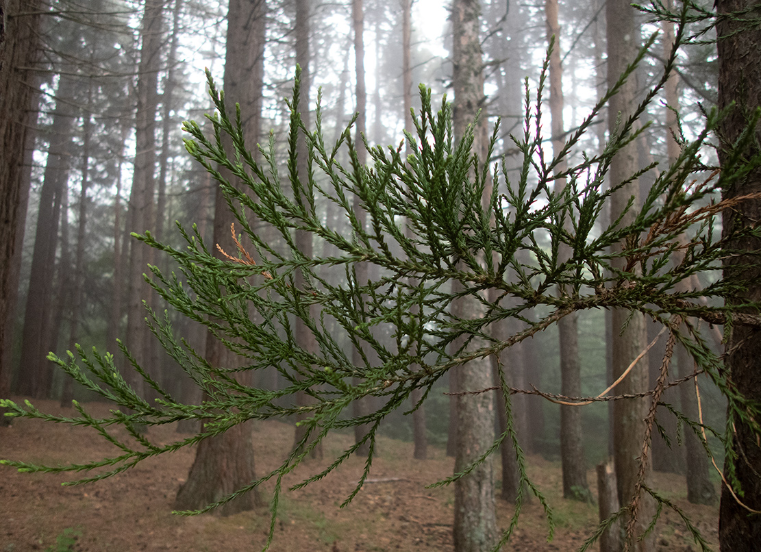 Изображение особи Sequoiadendron giganteum.